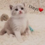 0022 Freya