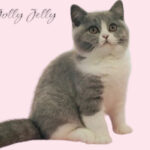 Jolly Jelly Ismael ( BSH a 03, stáří 4 měsíce )