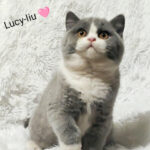 Lucy - Liu Ismael ( BSH a 03, stáří 3 měsíce)