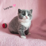 Lucy - Liu ( BSH a 03 )